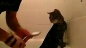 Водные процедуры для терпеливого кота - смотреть видео (2:40)