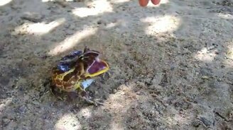 Лягушка-рогатка защищается - смотреть видео (0:34)