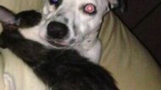 Кошаче-собачьи нежности - смотреть видео (0:37)