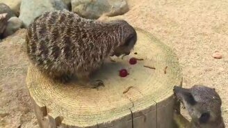 Жадный сурикат и виноград - смотреть видео (0:34)