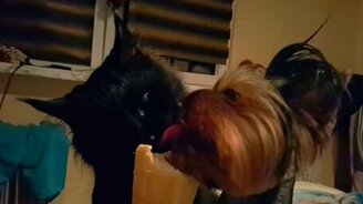 Мороженое для кота и собачки - смотреть видео (0:23)