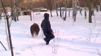 Дикий кабан в Хабаровске - смотреть видео (1:40)