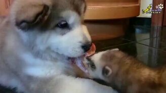 Хорьки нападают! - смотреть видео (1:49)