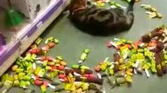 Кота плющит от кошачьей мяты - смотреть видео (0:22)