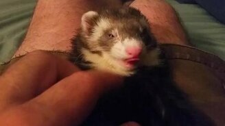 Сонный зевающий хорёк - смотреть видео (1:34)