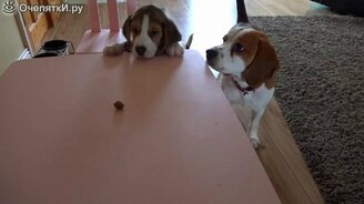 Сумел воспользоваться моментом - смотреть видео (0:55)