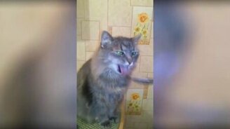 Кот, будешь кашу? - смотреть видео (0:08)