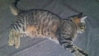 Коту снится что-то динамичное - смотреть видео (1:56)