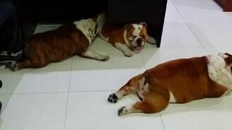 Смешные бульдоги - смотреть видео (0:27)