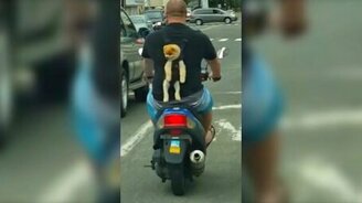 Собачка в рюкзачке - смотреть видео (0:27)