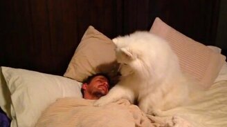 Пёс будит хозяина - смотреть видео (1:22)