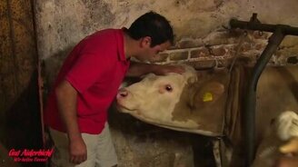 Бычка выпустили подвигаться - смотреть видео (2:40)