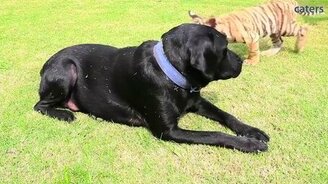 Собака кормит тигрёнка - смотреть видео (1:25)