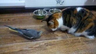 Попугай тырит еду у кошки - смотреть видео (1:39)