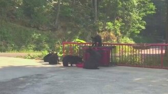 Попытка напугать медведицу - смотреть видео (0:27)