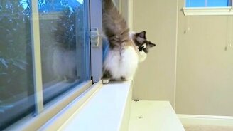 Кошачья лунная походка - смотреть видео (0:10)