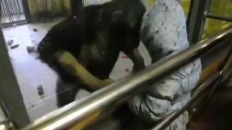 Девочка против шимпанзе - смотреть видео (0:55)