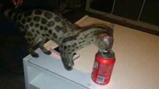 Странный зверёк - генета - смотреть видео (0:29)