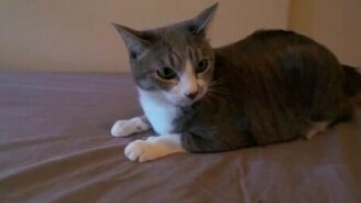 Резвый котик на матрасе - смотреть видео (1:46)