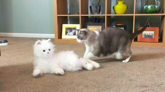 Реакции кошек на кота-робота - смотреть видео (1:03)