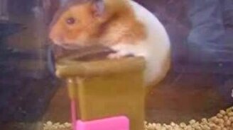 Сообразительный хомяк - смотреть видео (0:53)