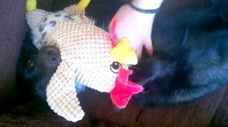 Эмоциональная и ласковая лиса - смотреть видео (2:31)