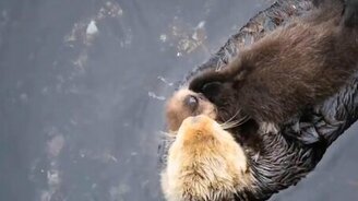 Мать и её каланёнок - смотреть видео (1:05)