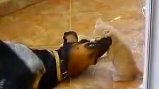 Игривый котёнок и сонный доберман - смотреть видео (0:49)