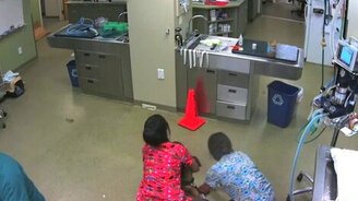 Собака, противостоявшая ветеринарам - смотреть видео (0:42)