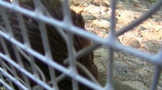 Выдра ест морковку - смотреть видео (0:47)