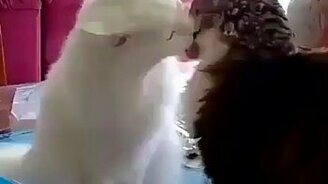 Милые бранятся - только тешатся - смотреть видео (0:06)