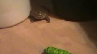 Напугали жабу гусеницей - смотреть видео (0:13)