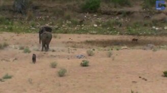 Самоотверженная защита слонёнка - смотреть видео (2:00)