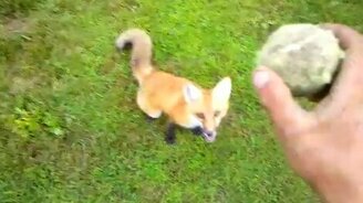 Лиса носит апорт - смотреть видео (0:52)