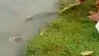 Кормим рыбу на ферме - смотреть видео (1:13)