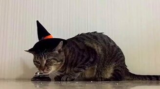 Кот дрессирует хозяина - смотреть видео (1:00)