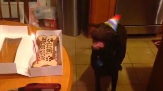 С днём рождения, собачка! - смотреть видео (0:20)