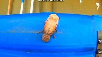 Как из личинки вылупляется цикада - смотреть видео (0:32)