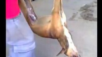 Пёс так крепко спал... - смотреть видео (0:58)