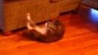 Кот качает пресс - смотреть видео (0:16)