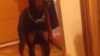 Разговор с собакой по душам - смотреть видео (0:14)