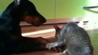 Отважный кот и добрый доберман - смотреть видео (1:00)