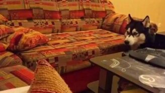 Я главнее, поняла? - смотреть видео (0:48)