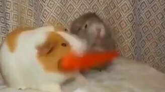 Морские свинки и морковка - смотреть видео (0:13)