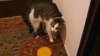 Уйди, уйди, уйди! - смотреть видео (1:00)