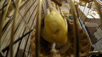 Как канарейка птенца высиживает - смотреть видео (1:01)