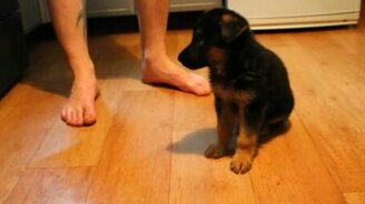 Хозяин дрессирует овчарёнка - смотреть видео (1:25)