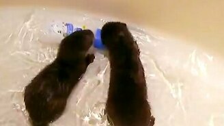 Выдрята учатся плавать - смотреть видео (6:39)