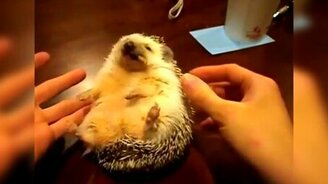 Вальяжный ёжик трапезничает - смотреть видео (0:27)