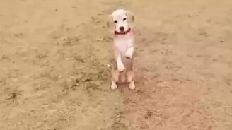 Как псина ловит мячик - смотреть видео (0:13)